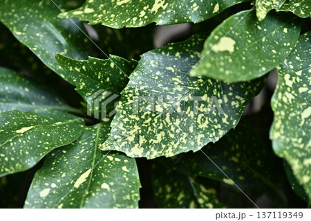 アオキ(フイリアオキ:Aucuba japonica) アオキ(フイリアオキ:Aucuba japonica) 137119349