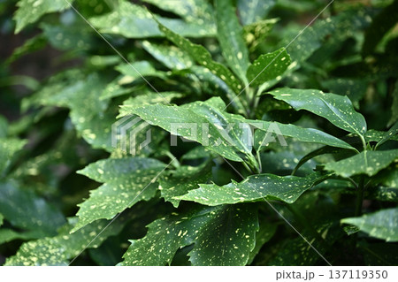 アオキ（フイリアオキ：Aucuba japonica） 137119350