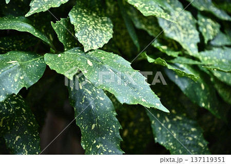 アオキ(フイリアオキ:Aucuba japonica) アオキ(フイリアオキ:Aucuba japonica) 137119351