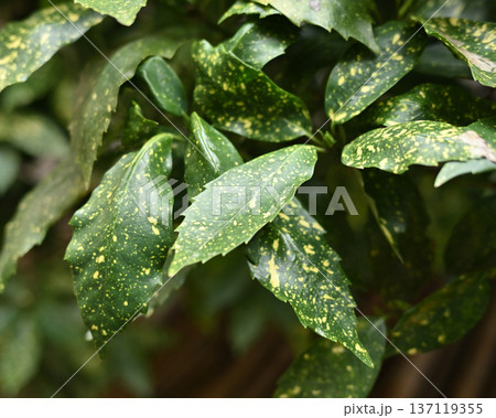 アオキ（フイリアオキ：Aucuba japonica） 137119355