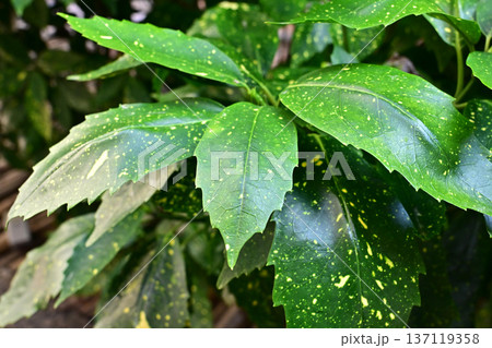 アオキ（フイリアオキ：Aucuba japonica） 137119358