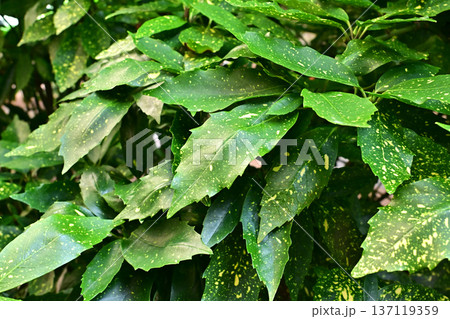 アオキ(フイリアオキ:Aucuba japonica) アオキ(フイリアオキ:Aucuba japonica) 137119359