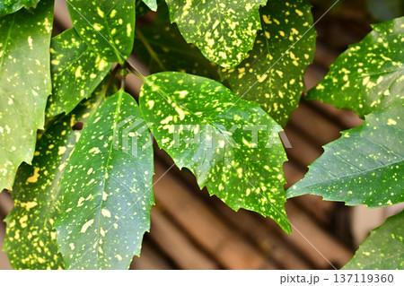 アオキ（フイリアオキ：Aucuba japonica） 137119360