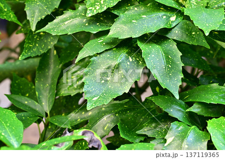 アオキ（フイリアオキ：Aucuba japonica） 137119365