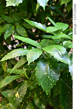 アオキ（フイリアオキ：Aucuba japonica） 137119366