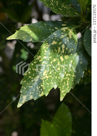 アオキ(フイリアオキ:Aucuba japonica) アオキ(フイリアオキ:Aucuba japonica) 137119370