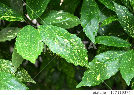 アオキ（フイリアオキ：Aucuba japonica） 137119374