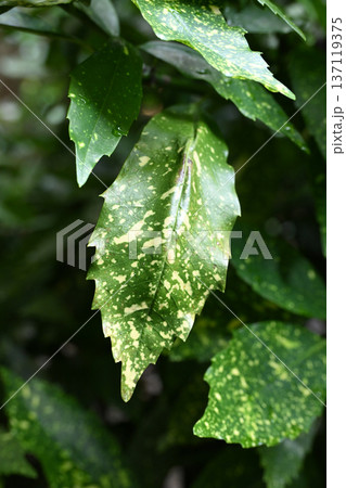 アオキ（フイリアオキ：Aucuba japonica） 137119375