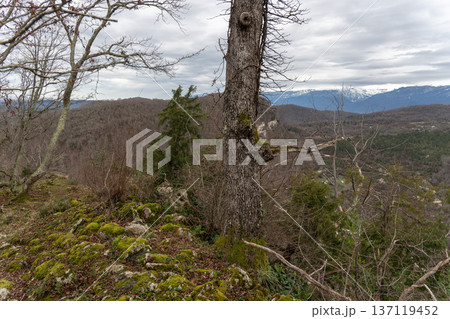 Tree on mossy hillside overlooking mountain valley from Iverskaya mountain in Abkhazia under cloudy sky, Scenic natural landscape suitable for travel marketing, regional tourism promotion Tree on mossy hillside overlooking mountain valley from Iverskaya mountain in Abkhazia under cloudy sky, Scenic natural landscape suitable for travel marketing, regional tourism promotion 137119452