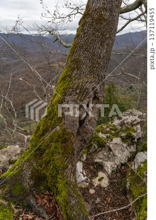 Moss covered tree trunk on rocky hillside with mountain valley view in Abkhazia under cloudy sky, Natural landscape detail suitable for environmental marketing, outdoor travel content 137119455