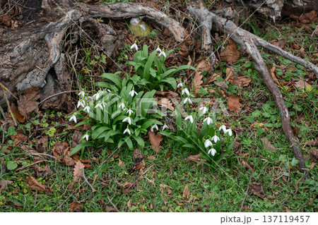 Snowdrop flowers blooming in grass near tree roots with white petals and green leaves in February in Abkhazia, Seasonal flora suitable for spring marketing, nature education materials 137119457