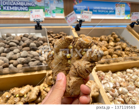 Jakarta, Indonesia - 08 February 2026: Someone holding a large ginger rhizome Zingiber officinale in a supermarket spice area featuring various price tags. 137119565