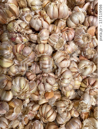 Texture of a pile of garlic Allium sativum with thin purplish-white dry skin, ready to be used as a natural flavoring ingredient. Texture of a pile of garlic Allium sativum with thin purplish-white dry skin, ready to be used as a natural flavoring ingredient. 137119566