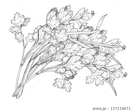 A bunch of parsley and green onions. Vector colored ink styled handmade illustration. For packaging design, cards, cover, prints, product labels and fabric. 137119671
