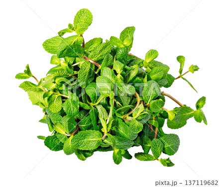 Fresh green mint leaves bunch on white background Fresh green mint leaves bunch on white background 137119682