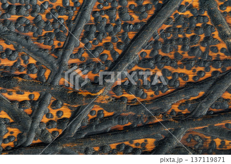 Charred carbonized wood texture background with abstract pattern 137119871