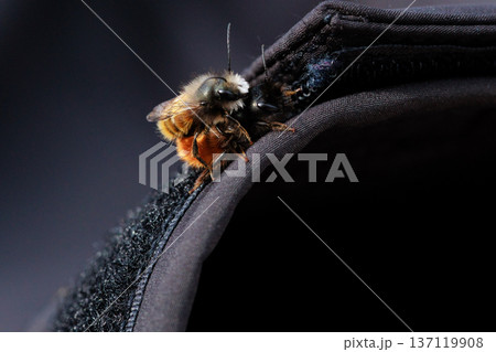 Two bees are captured in an intimate close-up moment, showing the details of their fuzzy bodies and delicate wings. Two bees are captured in an intimate close-up moment, showing the details of their fuzzy bodies and delicate wings. 137119908