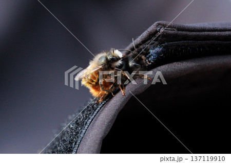 Two bees are captured in an intimate close-up moment, showing the details of their fuzzy bodies and delicate wings. Two bees are captured in an intimate close-up moment, showing the details of their fuzzy bodies and delicate wings. 137119910