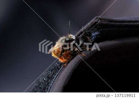 Two bees are captured in an intimate close-up moment, showing the details of their fuzzy bodies and delicate wings. Two bees are captured in an intimate close-up moment, showing the details of their fuzzy bodies and delicate wings. 137119911