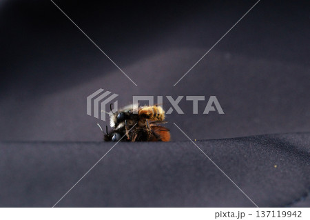 Two bees are captured in an intimate close-up moment, showing the details of their fuzzy bodies and delicate wings.  137119942