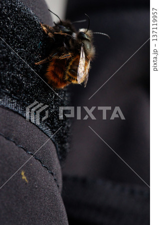Two bees are captured in an intimate close-up moment, showing the details of their fuzzy bodies and delicate wings. Two bees are captured in an intimate close-up moment, showing the details of their fuzzy bodies and delicate wings. 137119957
