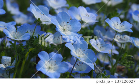 春イメージ　ネモフィラ（Nemophila） 137120027