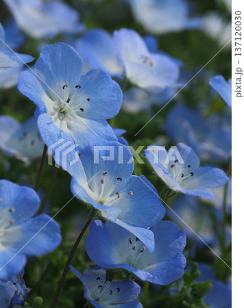 春イメージ ネモフィラ(Nemophila) 春イメージ ネモフィラ(Nemophila) 137120030