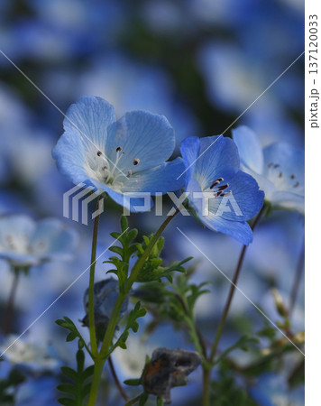 春イメージ　ネモフィラ（Nemophila） 137120033