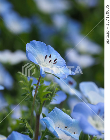 春イメージ　ネモフィラ（Nemophila） 137120035