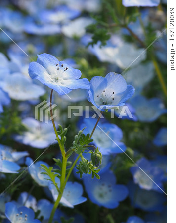 春イメージ　ネモフィラ（Nemophila） 137120039