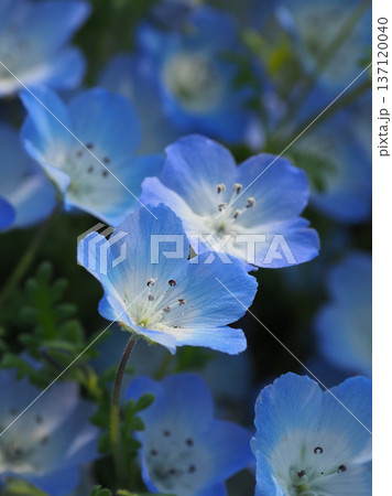 春イメージ　ネモフィラ（Nemophila） 137120040