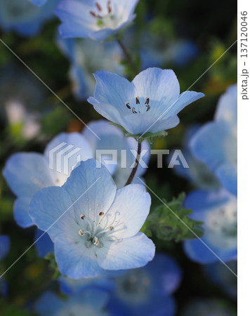 春イメージ　ネモフィラ（Nemophila） 137120046
