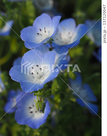 春イメージ ネモフィラ(Nemophila) 春イメージ ネモフィラ(Nemophila) 137120047