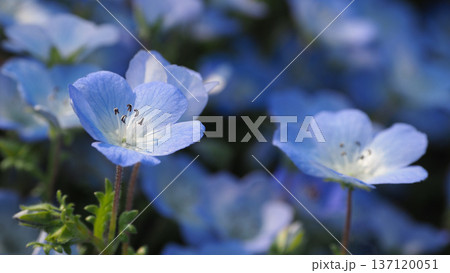 春イメージ　ネモフィラ（Nemophila） 137120051