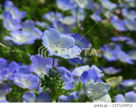 春イメージ　ネモフィラ（Nemophila） 137120052