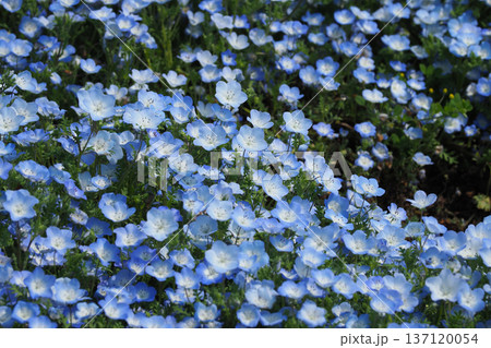 春イメージ　ネモフィラ（Nemophila） 137120054