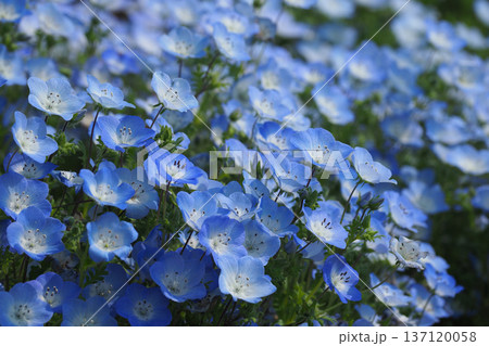 春イメージ　ネモフィラ（Nemophila） 137120058