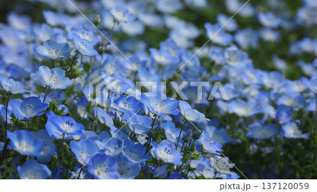 春イメージ ネモフィラ(Nemophila) 春イメージ ネモフィラ(Nemophila) 137120059