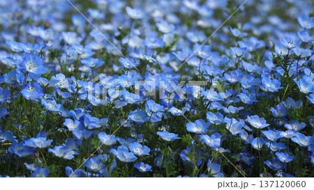 春イメージ　ネモフィラ（Nemophila） 137120060