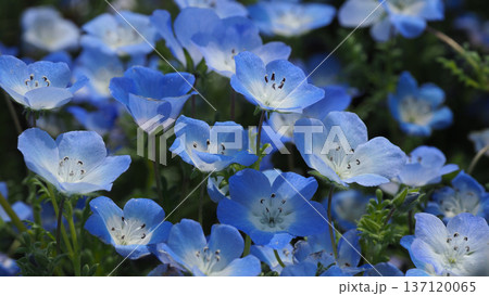 春イメージ ネモフィラ(Nemophila) 春イメージ ネモフィラ(Nemophila) 137120065