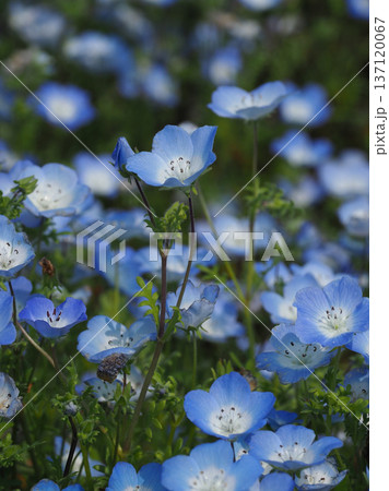 春イメージ　ネモフィラ（Nemophila） 137120067