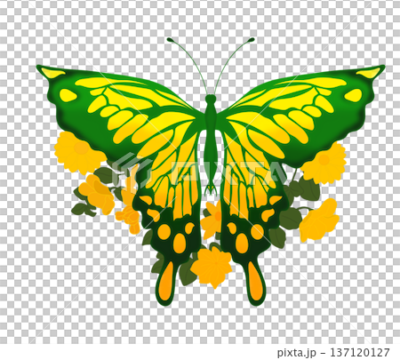 large butterfly without background yellow with green, a little color transition on the wings 137120127