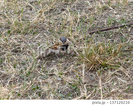 Sparrow standing on dry grass in natural environment. Wildlife, bird watching and outdoor observation of small animal species. Sparrow standing on dry grass in natural environment. Wildlife, bird watching and outdoor observation of small animal species. 137120210