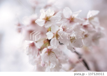 雨に桜咲く 雨に桜咲く 137120311