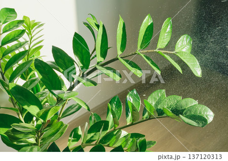 Zamioculcas zamiifolia plant leaves are glistening from fine water spray 137120313