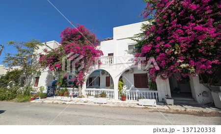 Full of pink bougainvillea in front of a white hotel exterior with Greek flag under the clear blue sky 137120338