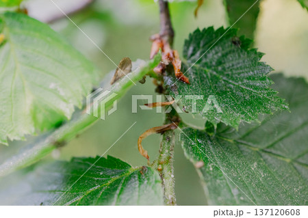 Macro photography of tree foliage Macro photography of tree foliage 137120608