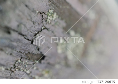 Macro photography of tree bark Macro photography of tree bark 137120615