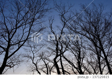 葉が落ちた冬の木々、美しい樹形のシルエット 137120815