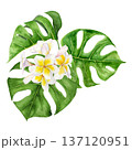 Watercolor illustration of tropical monstera leaves with white and yellow plumeria flowers arranged in lush composition. Hand painted botanical elements with rich green tones for travel summer project 137120951